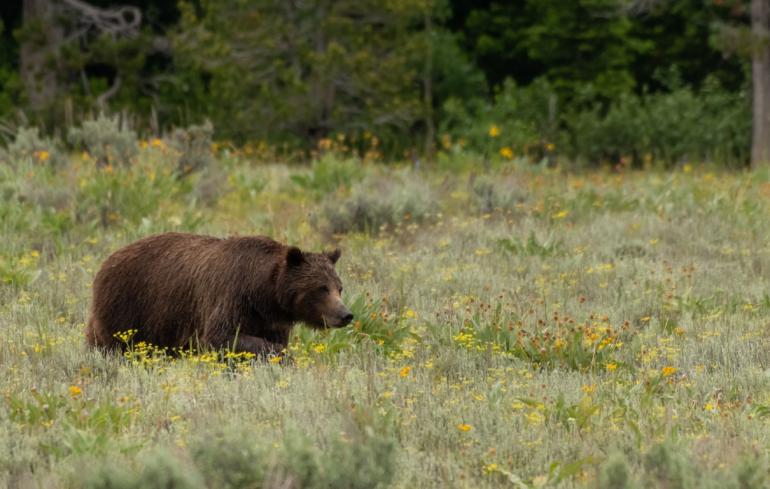 Grizzly bear