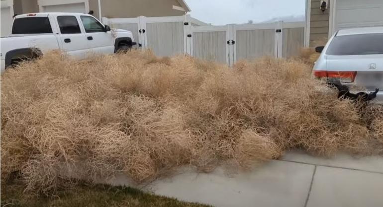 Tumble Weeds in Driveway