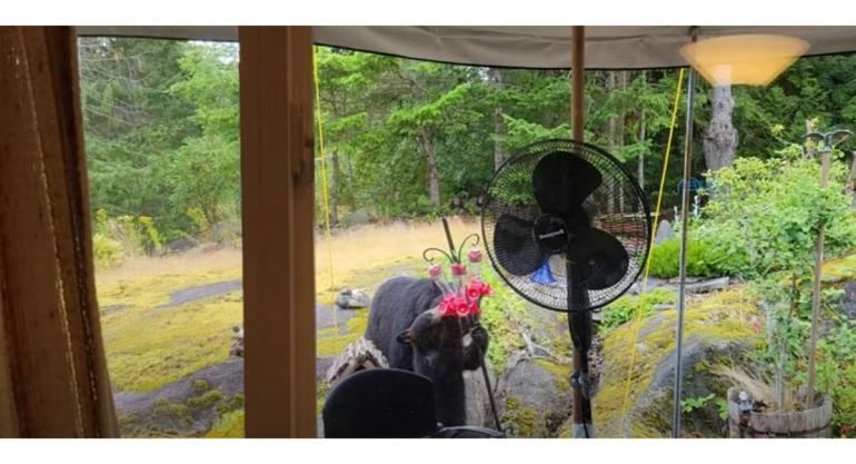 Black bear & cubs drink from hummingbird feeder