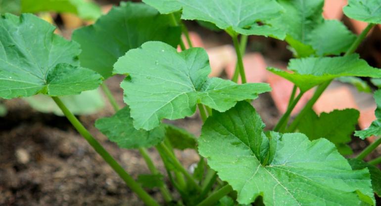 Squash Plant