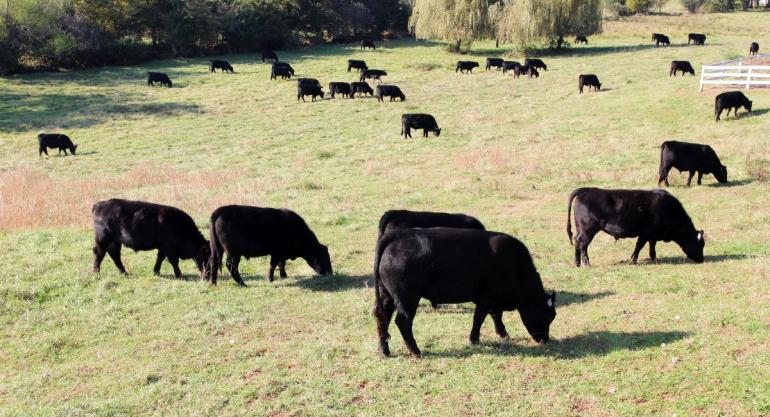 Black Angus Cows