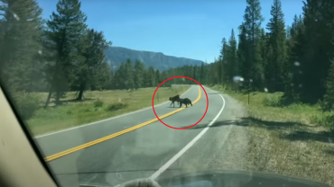 Bear chasing cow on road