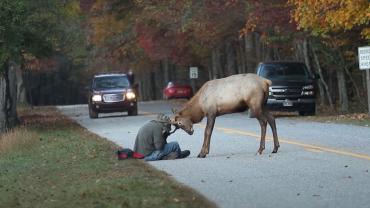 Elk vs man