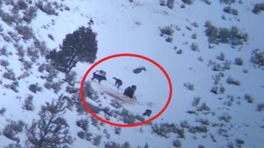 Bear vs wolves in Yellowstone