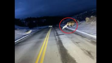 Wapiti wolves hunting elk