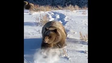 Griz 399 in Teton