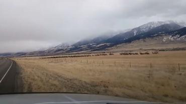 Elk herd crossing road