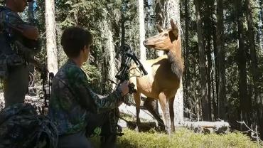 Cow elk with hunters