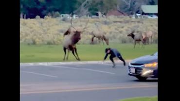 Elk vs man