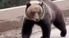 Grizzly bear approaching on bridge