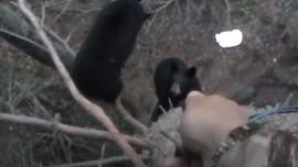 Hunter aiming bear spray at bears