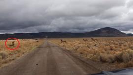 Elk breaks neck