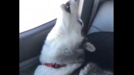 singing huskies