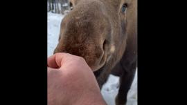 Puppyish Moose