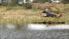 Wolverine hunting with red circle