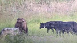 Grizzly with wolves