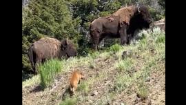 Baby bison