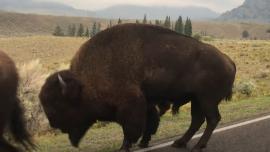 Rutting bison