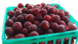 juneberries montana