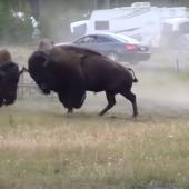 Battling bison in campsite