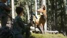 Cow elk with hunters
