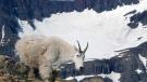 Mountain goat